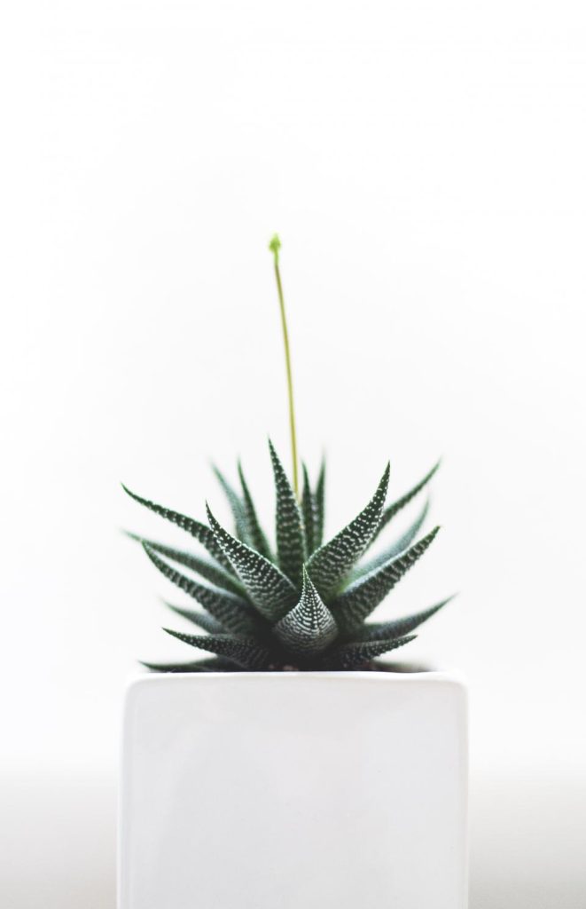 Potted Aloe in Stone Planter